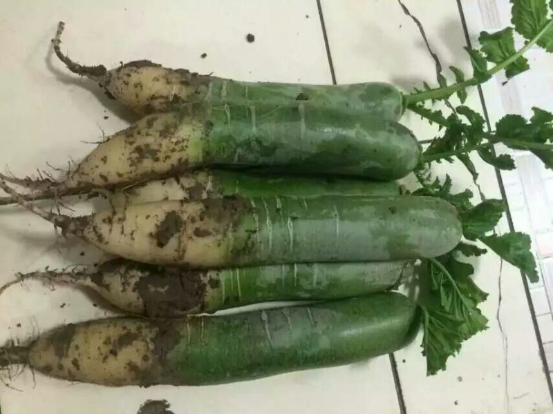 青萝卜