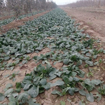 黑叶菠菜15~20厘米