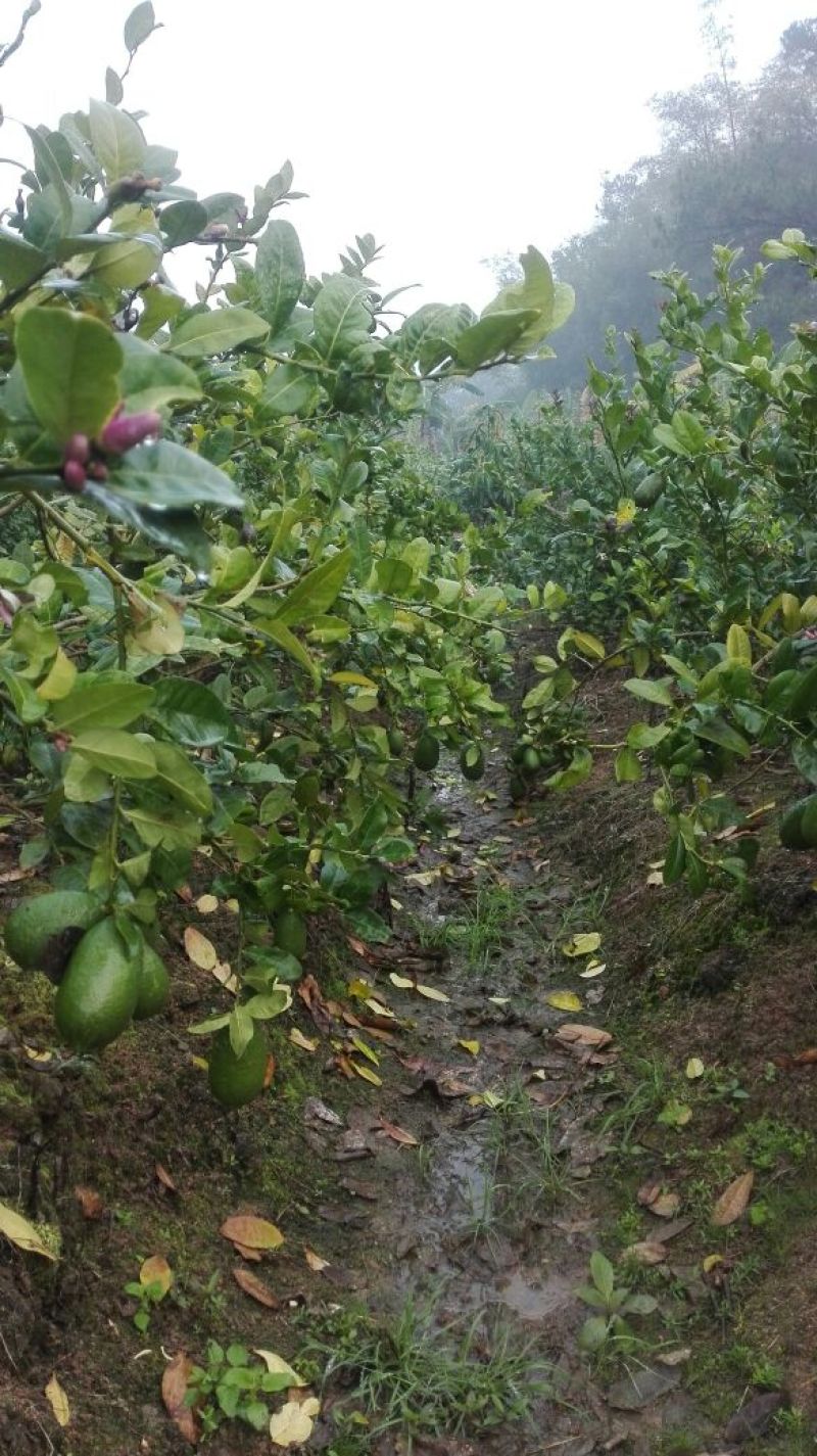 香水柠檬树苗四季香霸柠檬苗越南无籽青柠檬苗手指金桔公孙桔