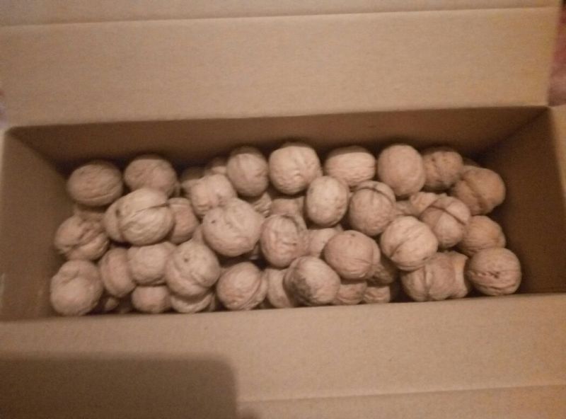 薄皮核桃30mm以上去皮干