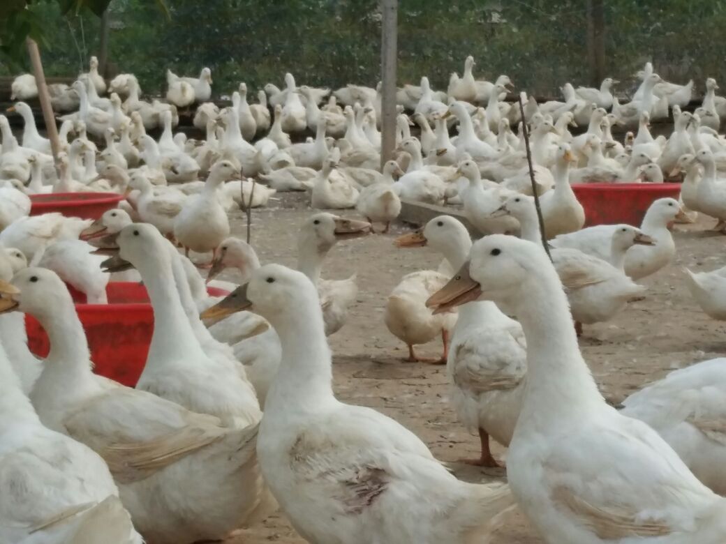 河南洛阳市孟津县樱桃谷鸭 6~7斤批发_朱晓飞供应_一亩田农业网