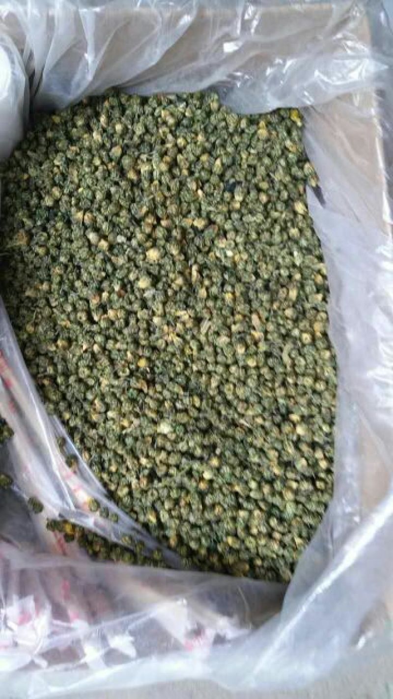 杭州白菊