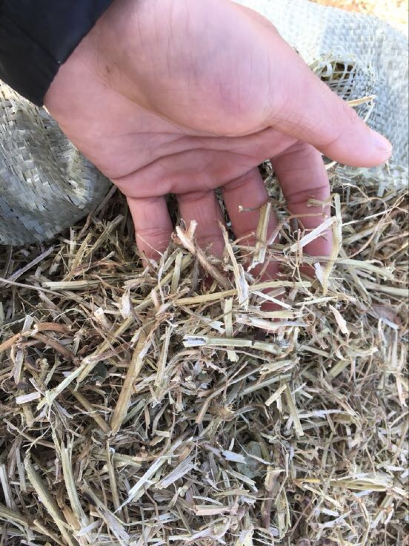 羊草