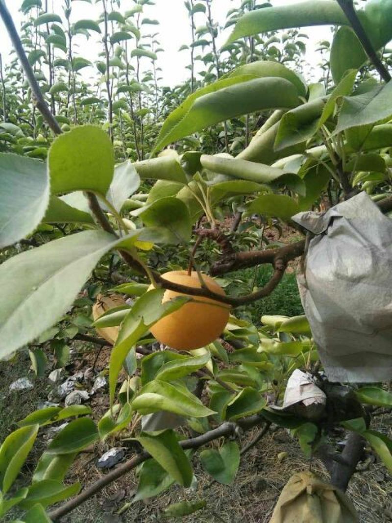 新高梨纸袋