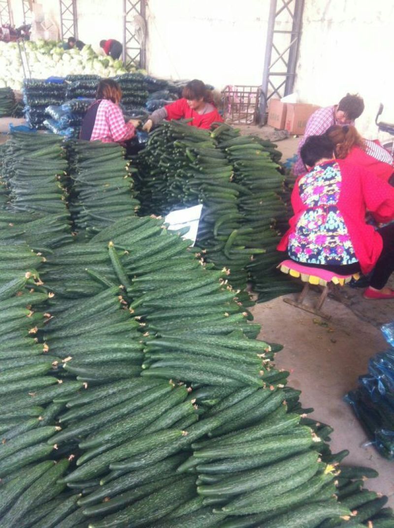 密刺黄瓜干花带刺25公分以上