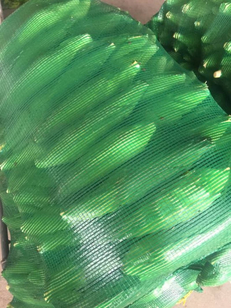 粘玉米白玉米