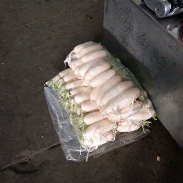 新白玉白萝卜1~1.5斤起