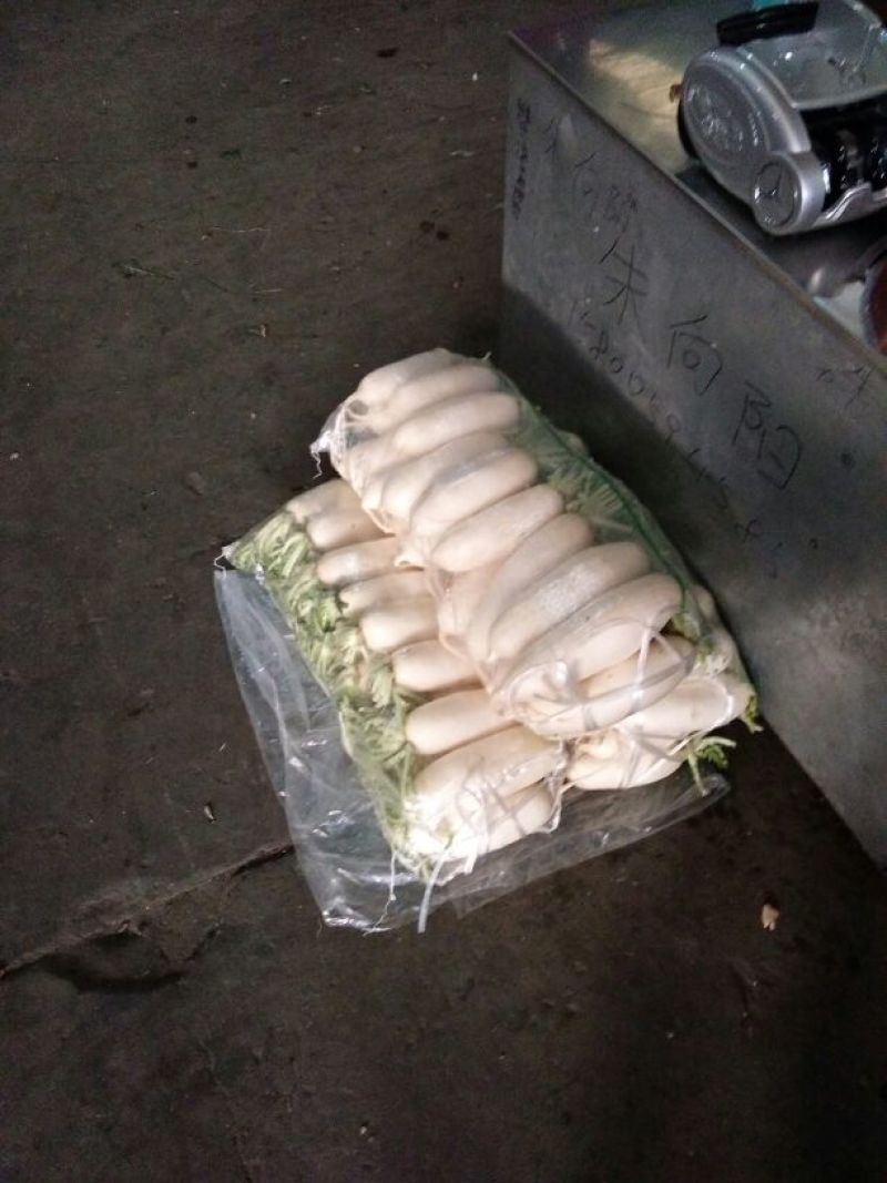 新白玉白萝卜1~1.5斤起