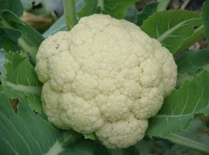 有机无公害散花白花菜绿菜花西蓝花散装产地直发量大价优