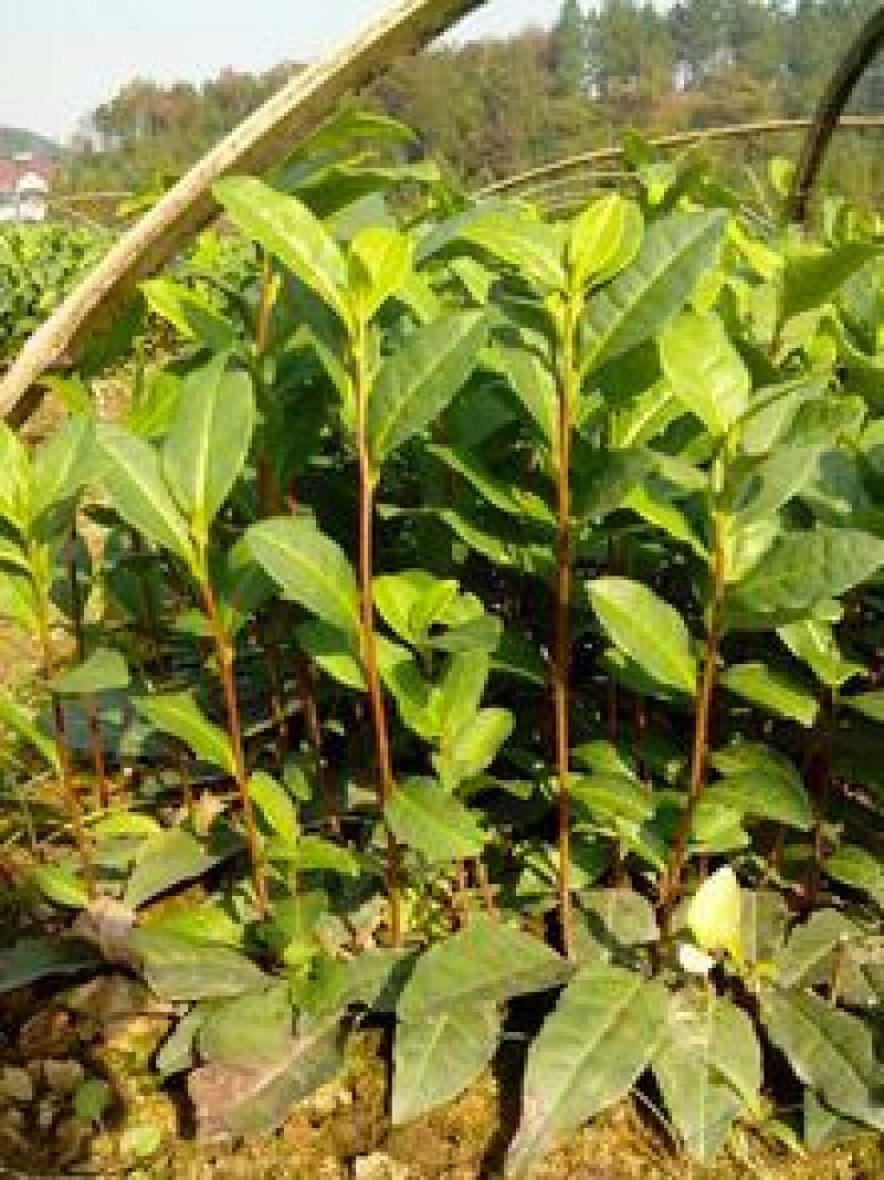 【精选】茶叶树苗(福选9号，福选4号，名选131