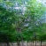 速生白蜡8~10cm6~8cm