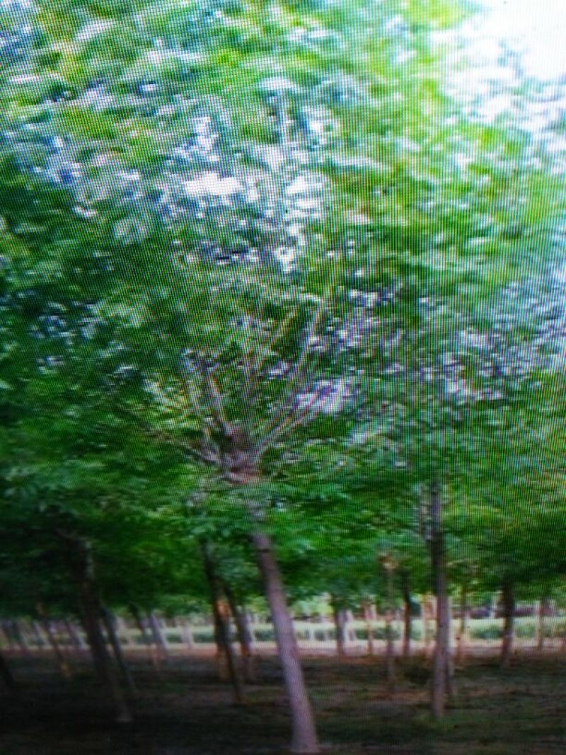 速生白蜡8~10cm6~8cm