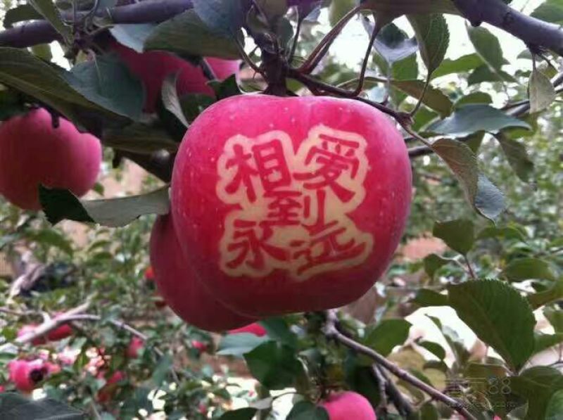 红富士苹果80mm以上甘肃平凉红富士苹果农民伯伯直销