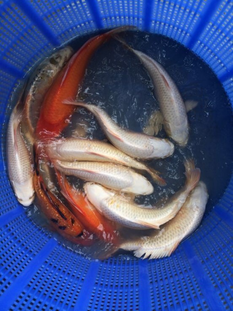 锦鲤