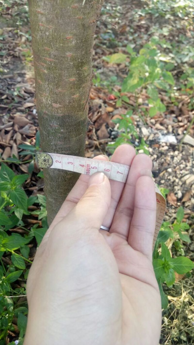 榆树2~4cm4cm以下2.5~3m