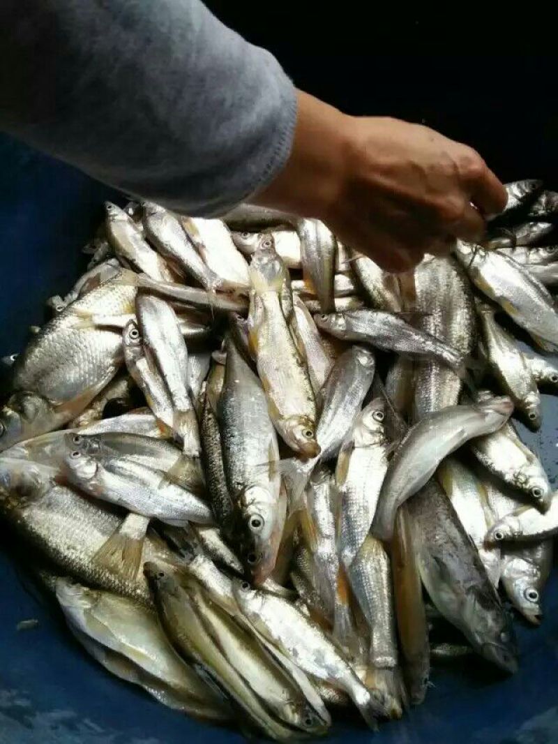 土鲶鱼食用