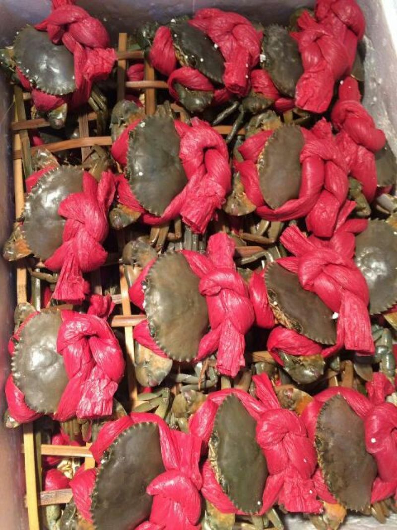 螃蟹进口越南青蟹膏蟹腌仔