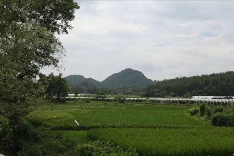 鲤鱼干