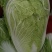 白花菜散装