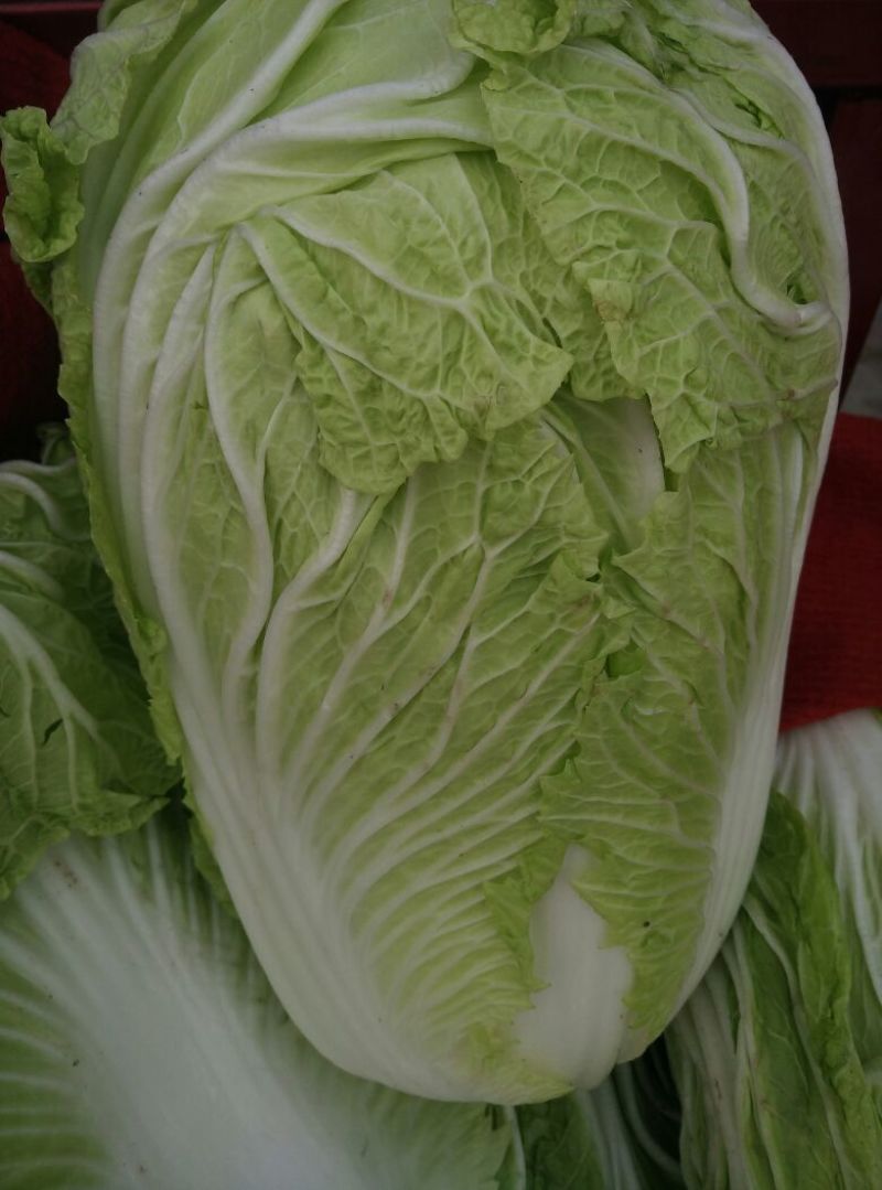 白花菜散装