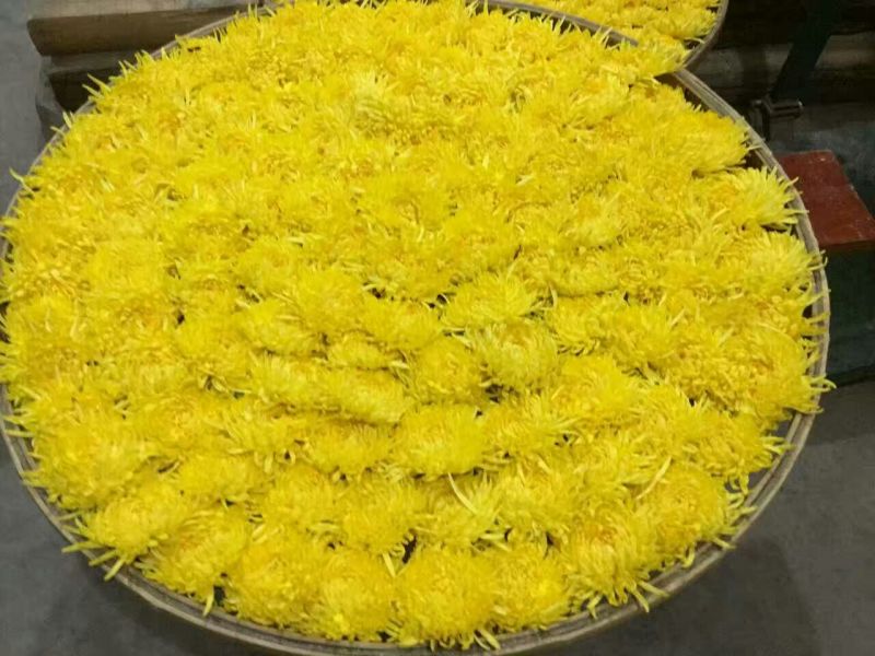 药用菊花袋装