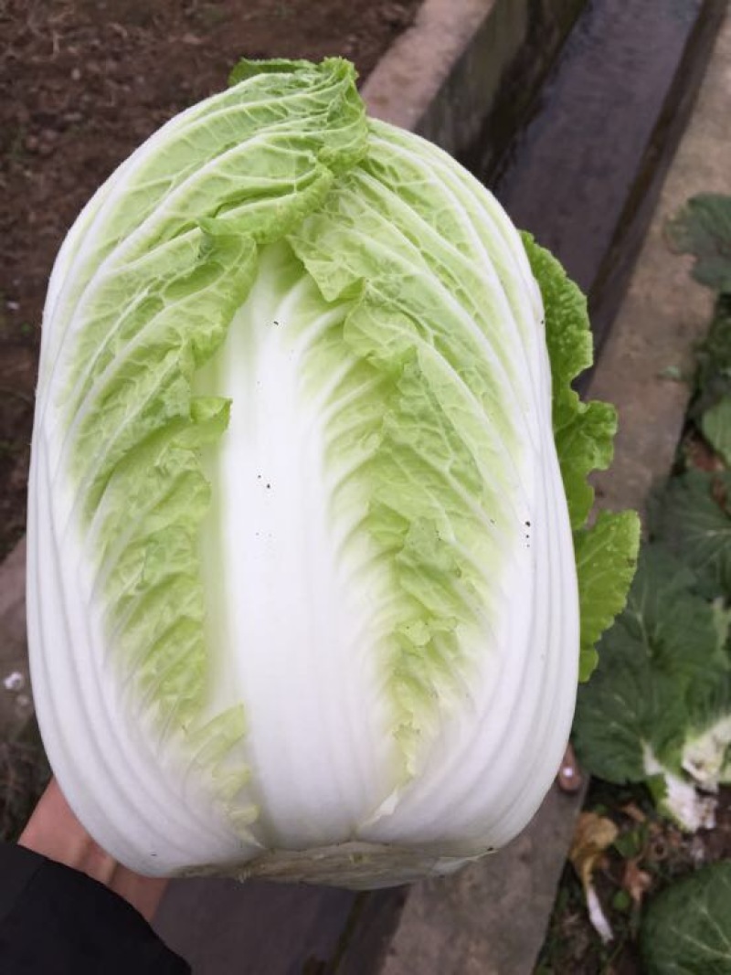 白菜黄心大白菜一级子弹头