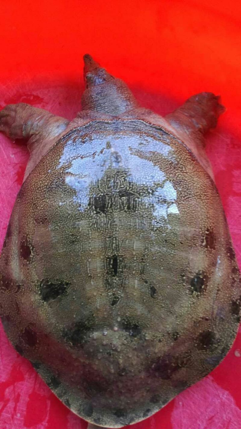 鳖1.5~2斤