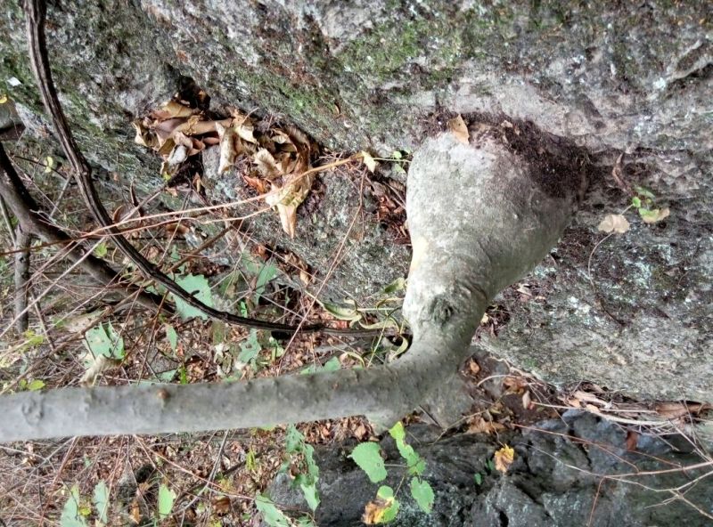 小叶榆树18~20cm4~6cm0.5~1m