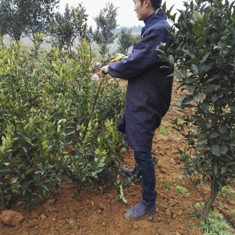 出售不知火丑柑凸顶柑柑橘嫁接苗苗高45-65cm