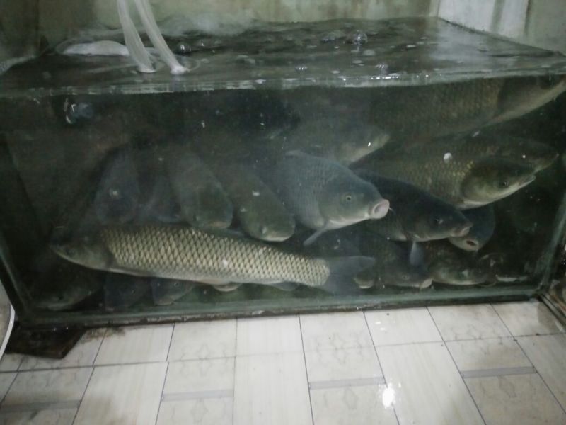 河鲤鱼食用0.5~1公斤
