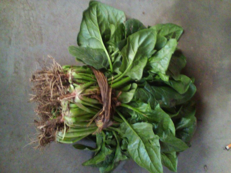 大叶菠菜25~30厘米