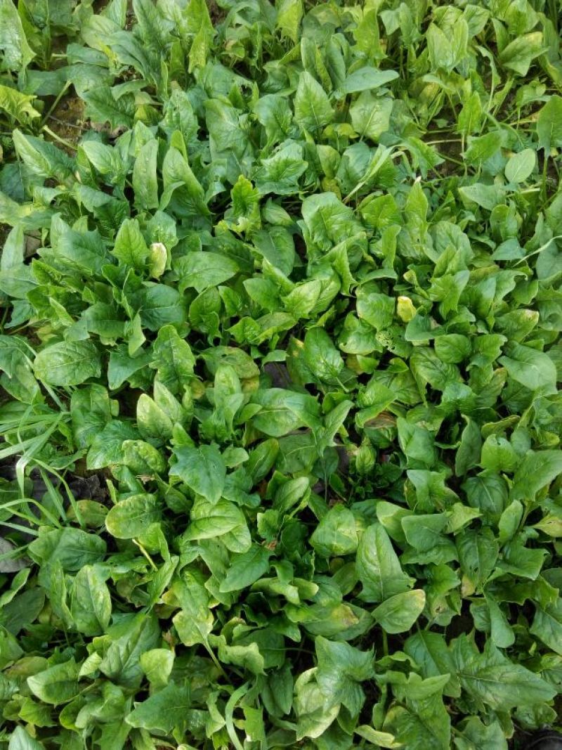 小叶菠菜10~15厘米
