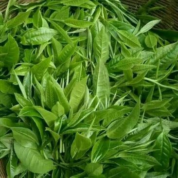普洱茶