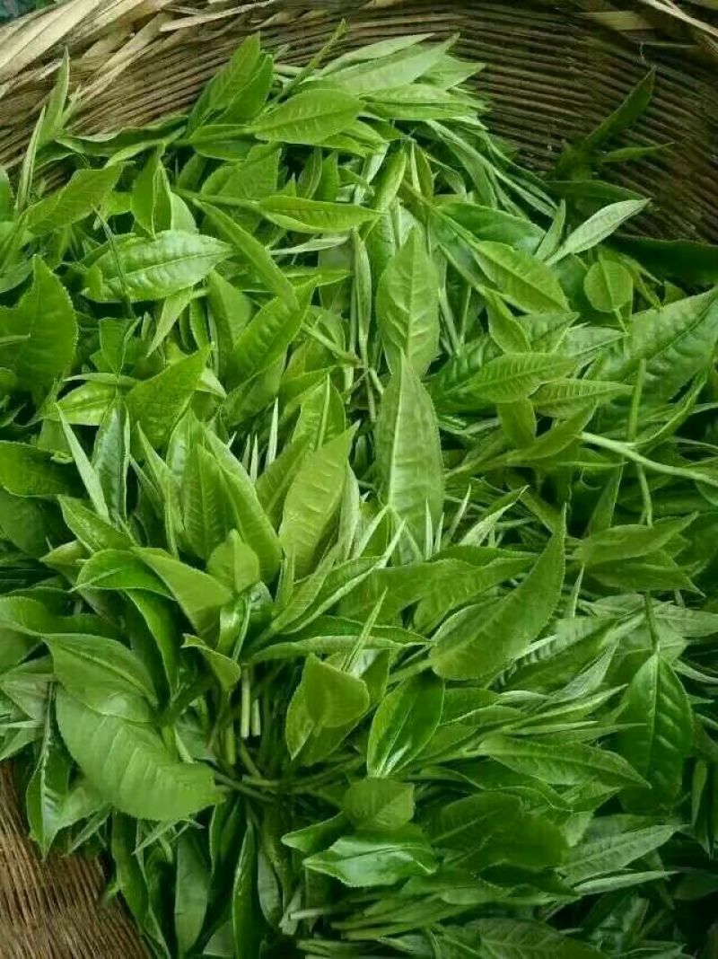 普洱茶