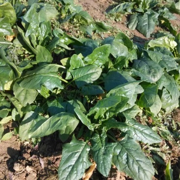 大叶菠菜20~25厘米