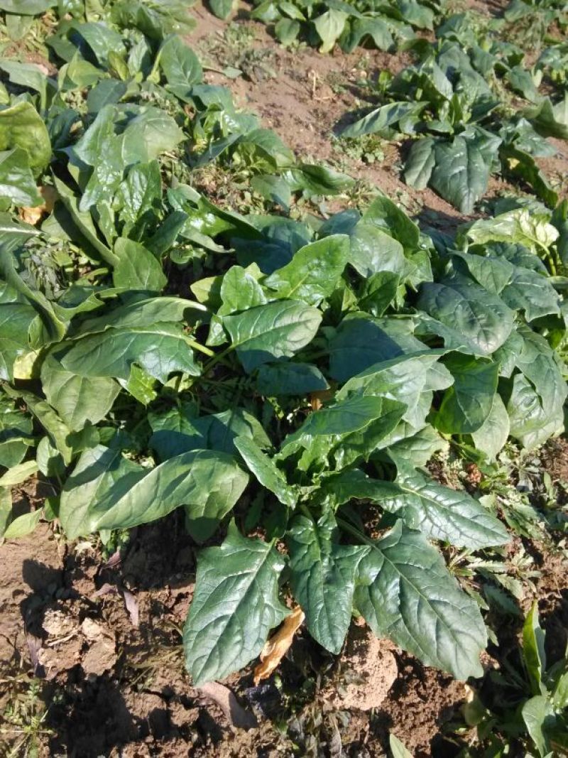 大叶菠菜20~25厘米