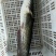 大口鲶食用