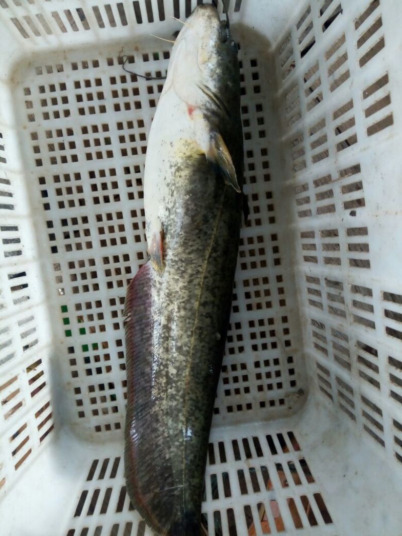 大口鲶食用