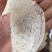 优选燕窝印度尼西亚石板上燕子用体内的物质做出来的燕窝