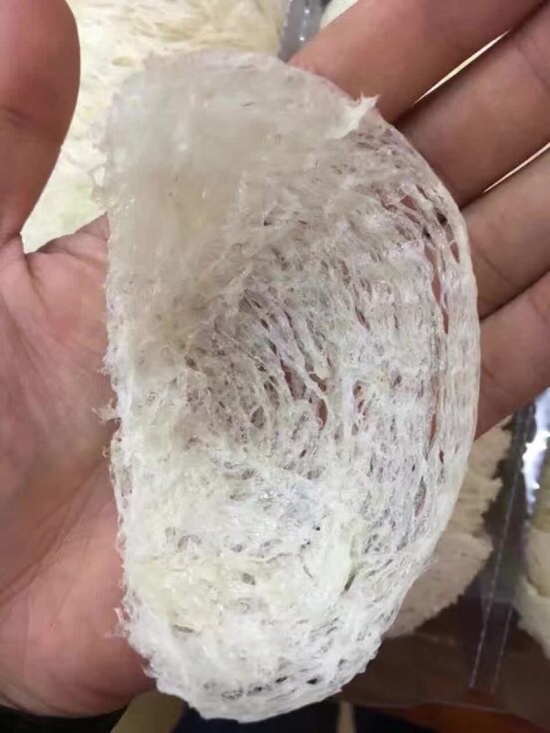 优选燕窝印度尼西亚石板上燕子用体内的物质做出来的燕窝