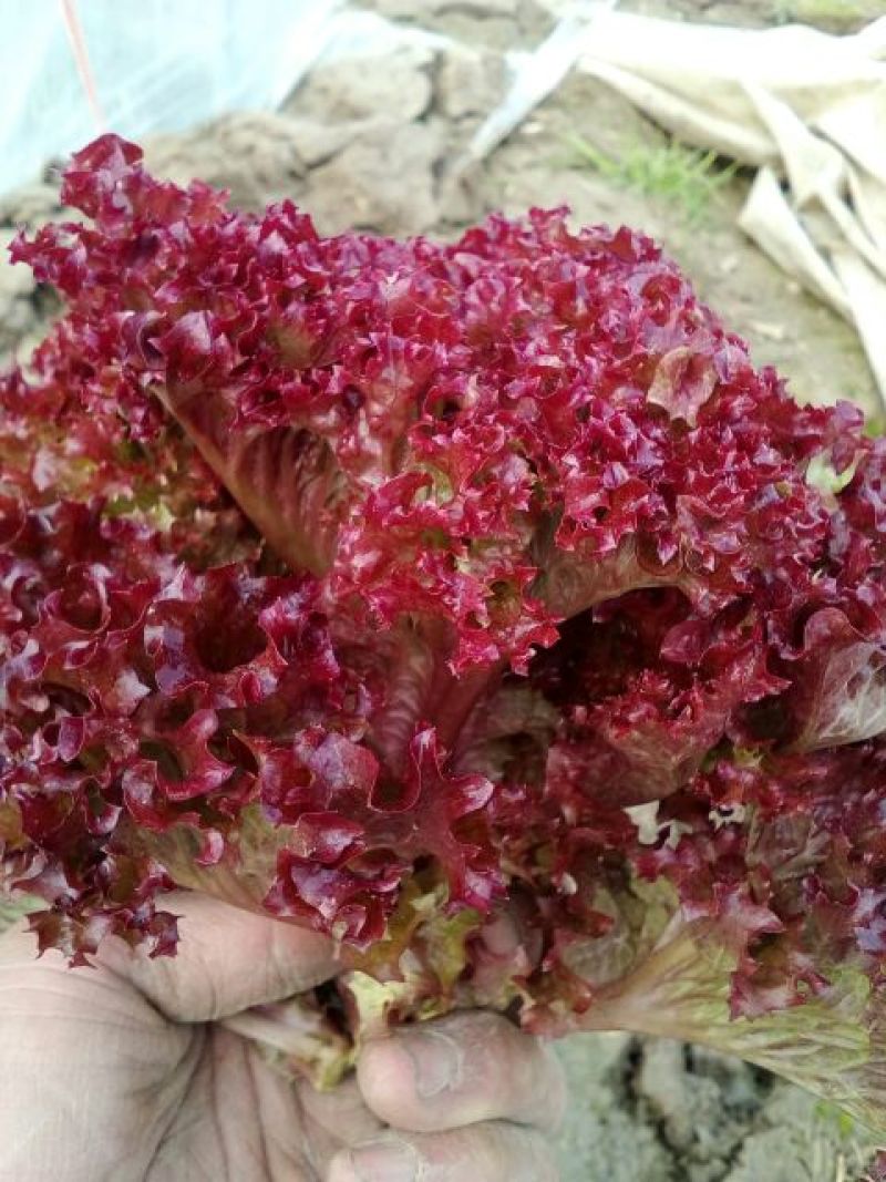 紫叶生菜3两~4两