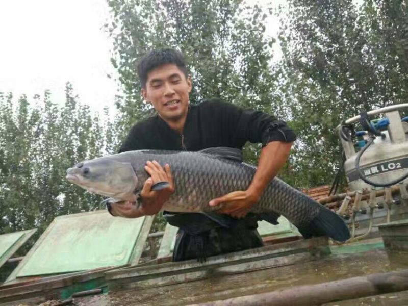 青鱼鱼苗活鱼
