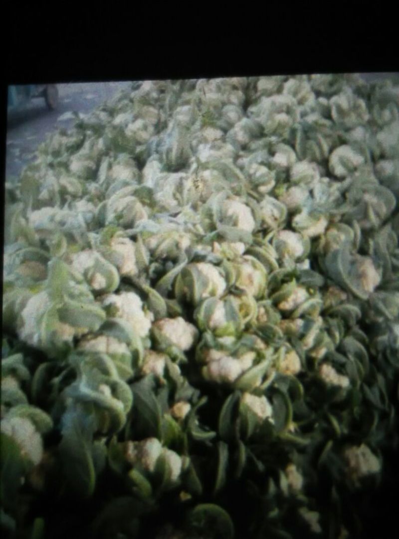 白花菜包装