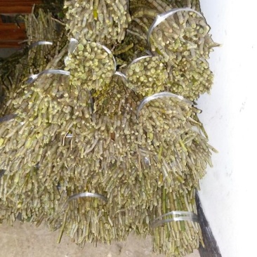 铁皮石斛盆花