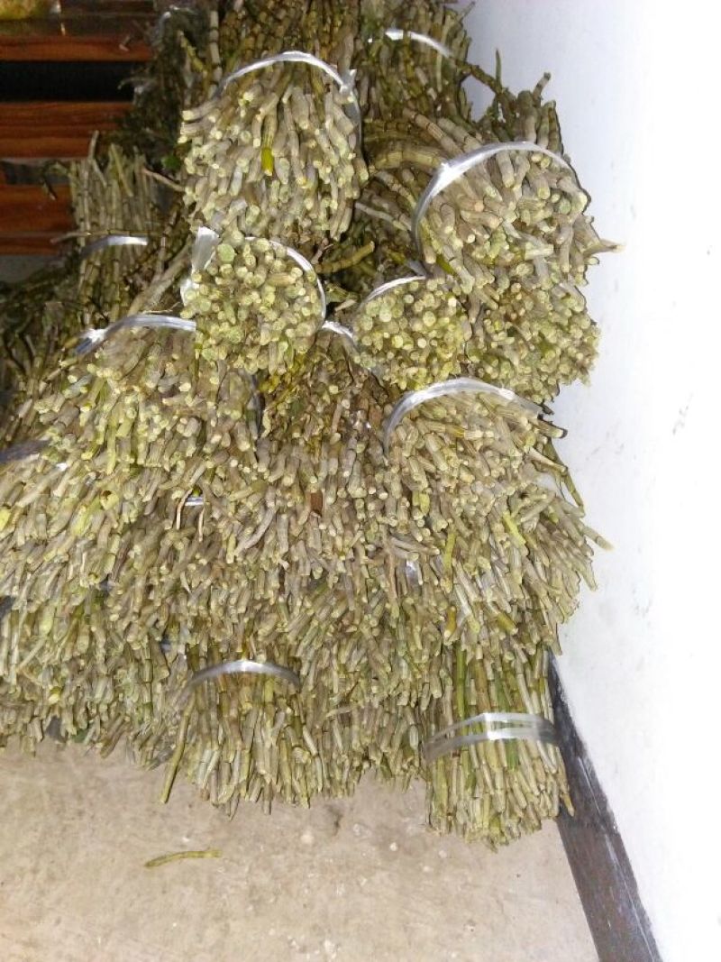 铁皮石斛盆花