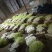 韭黄头茬40~50公分