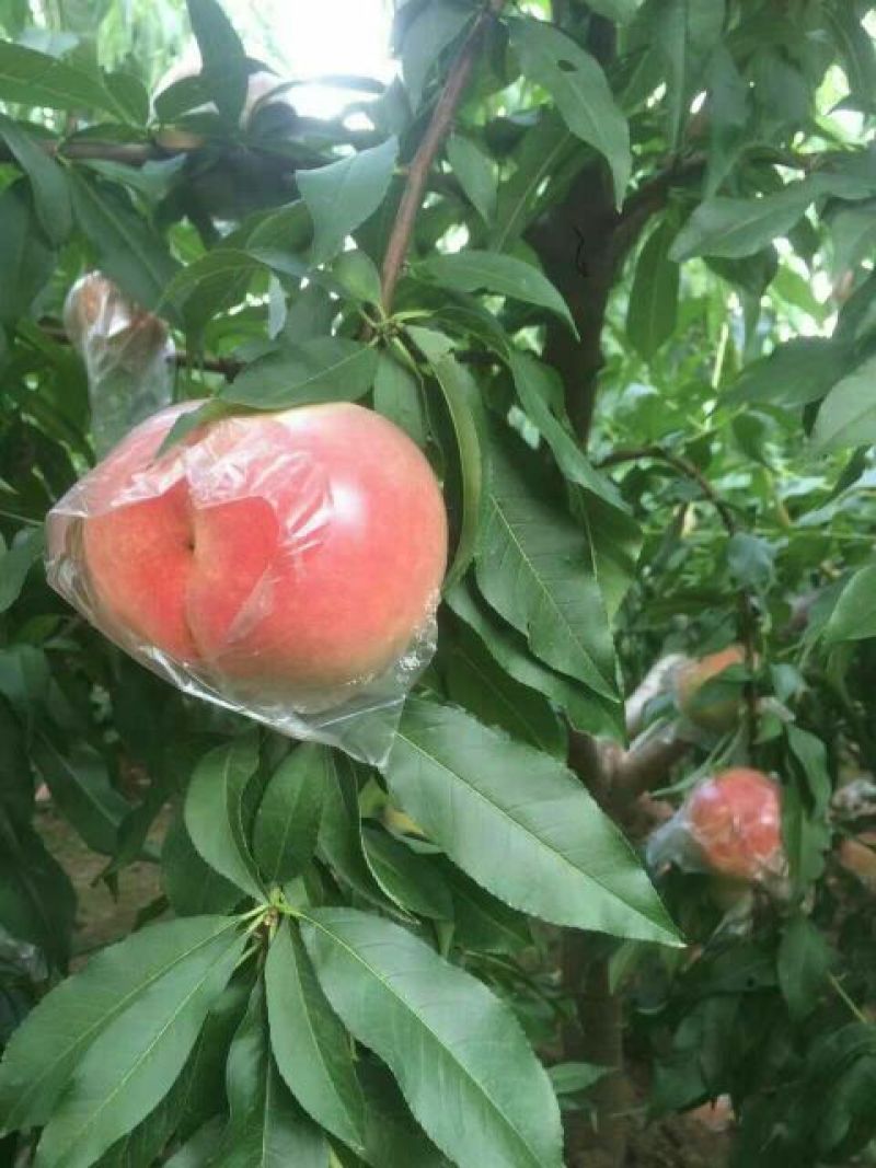 膜袋毛桃