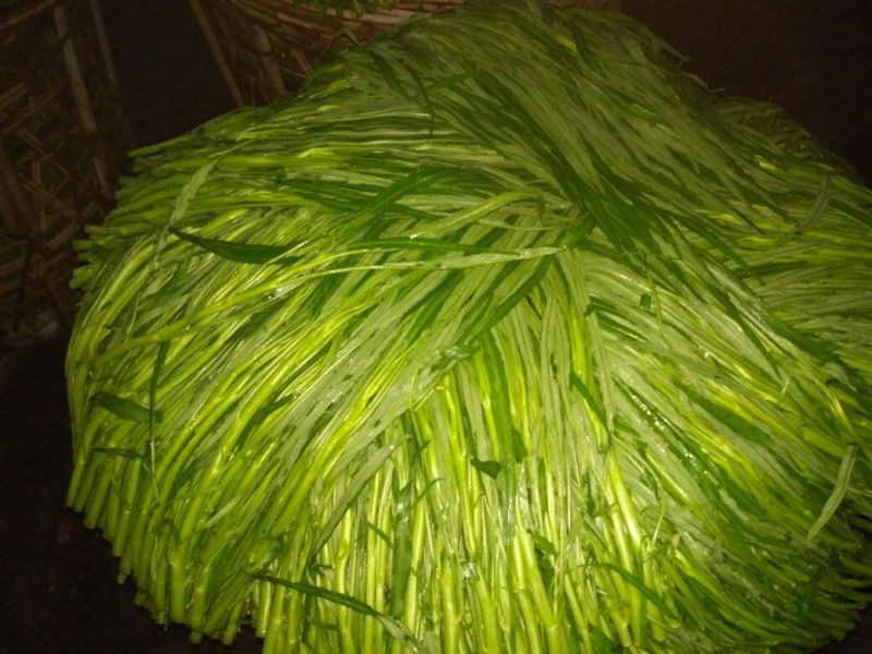 竹叶空心菜20~30厘米