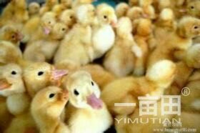 皖西白鹅鹅苗250g以上