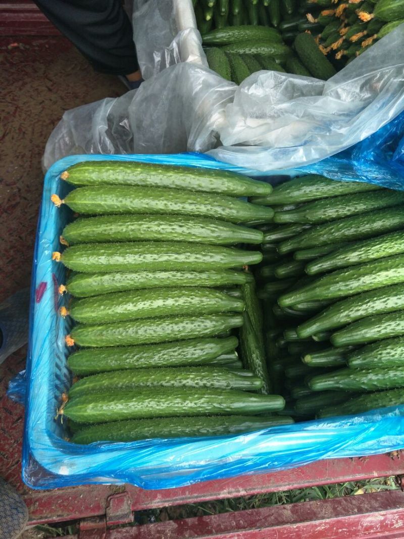 黄瓜18~22公分鲜花带刺